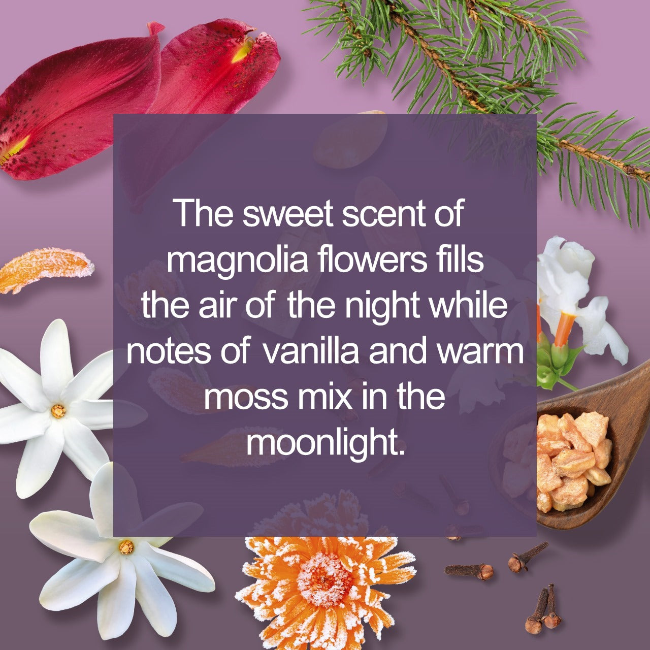 Midnight Magnolia The sweet scent of magnolia flowers fills the air of the night while notes of vanilla and warm moss mix in the moonlight.